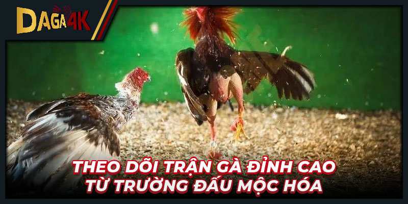 Theo dõi trận gà đỉnh cao từ trường đấu Mộc Hóa