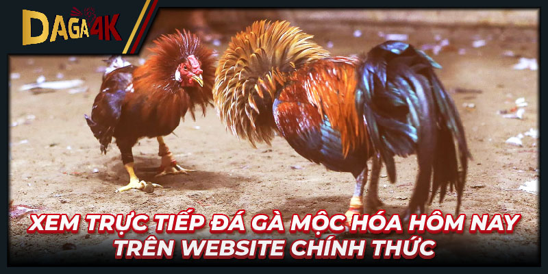 Xem trực tiếp đá gà Mộc Hóa hôm nay trên website chính thức