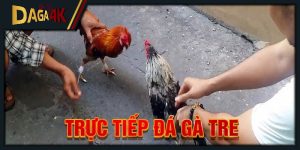 trực tiếp đá gà tre