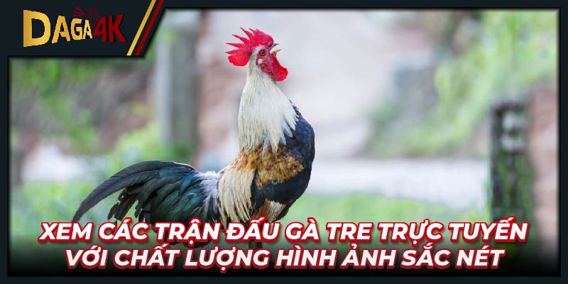 Xem các trận đấu gà tre trực tuyến với chất lượng hình ảnh sắc nét