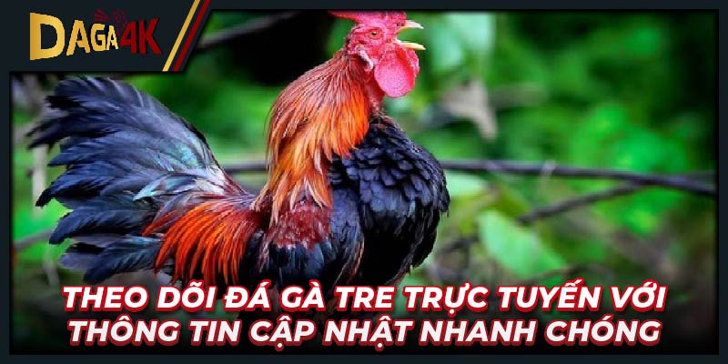 Theo dõi đá gà tre trực tuyến với thông tin cập nhật nhanh chóng